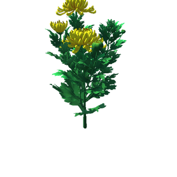 Flower_Chrysanthemum morifolium8